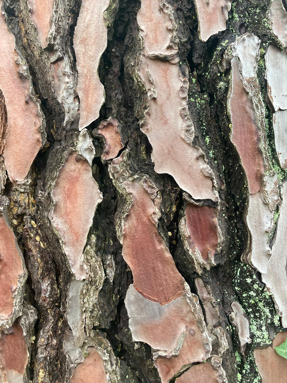 arbre